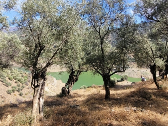 çenikler izmir