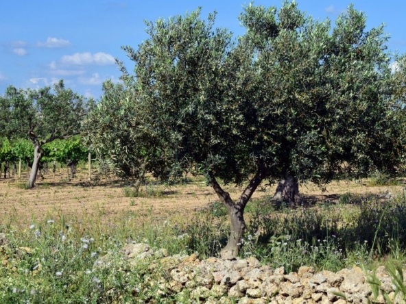 Taksitinizi Kendiniz Belirleyerek Arsa Sahibi Olun.